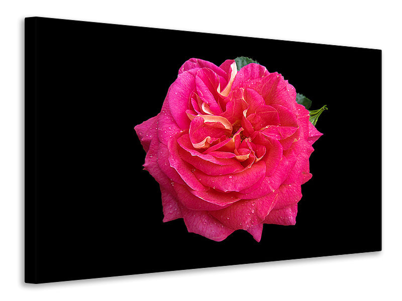 Canvas print Rose in red XXL