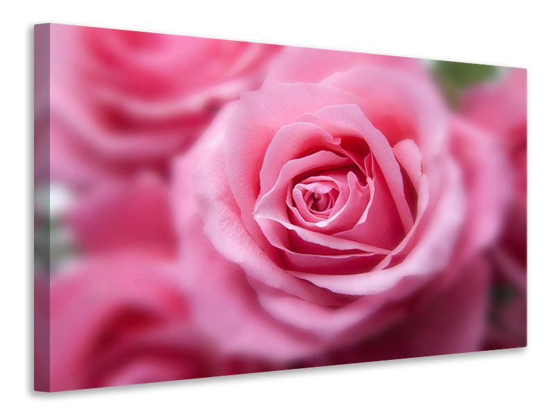 Canvas print Roses macro