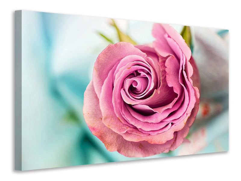 Canvas print Roseblossom in pink