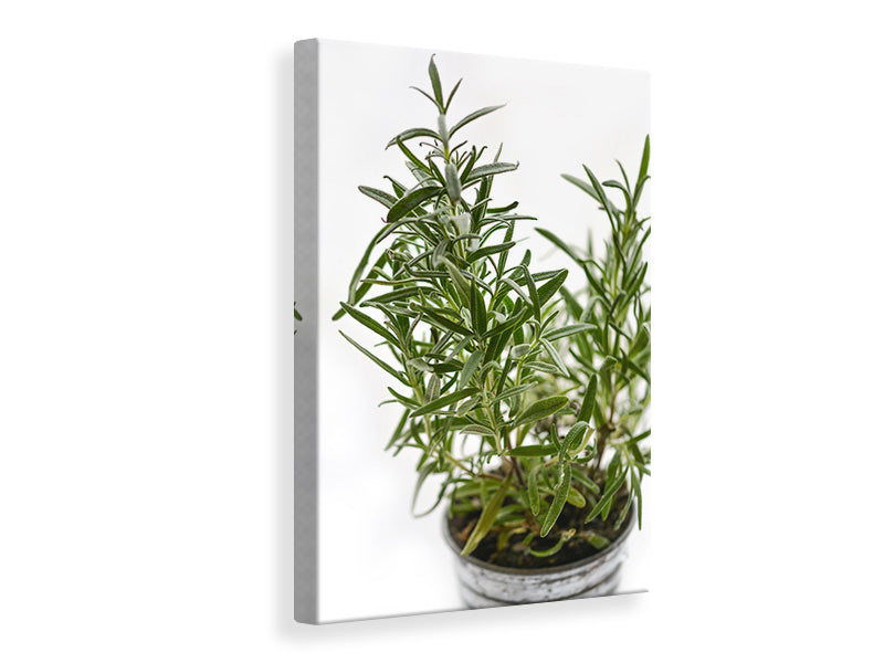 Canvas print Rosemary in the pot