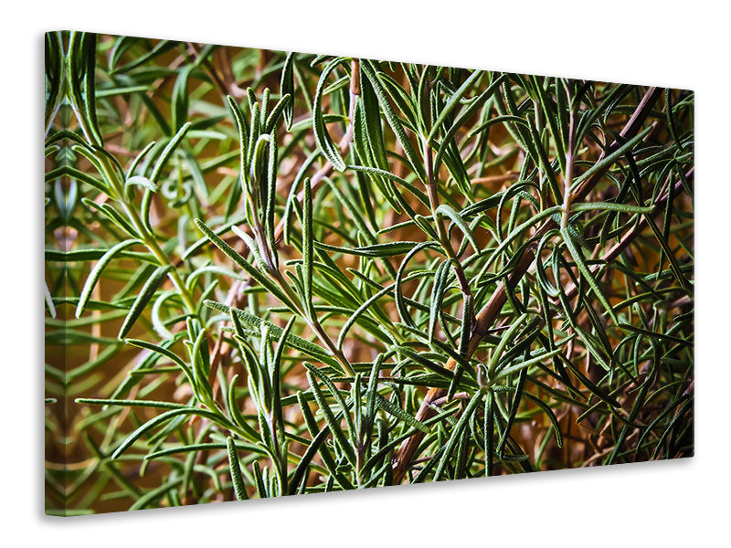 Canvas print Rosemary XXL