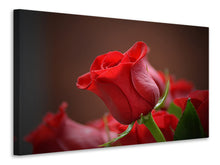 Load image into Gallery viewer, Canvas print Red rose in XL
