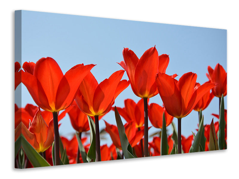 Canvas print Red tulips XL