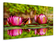 Canvas print Red water lily trio