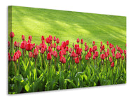 Canvas print Red tulip field in the sunlight