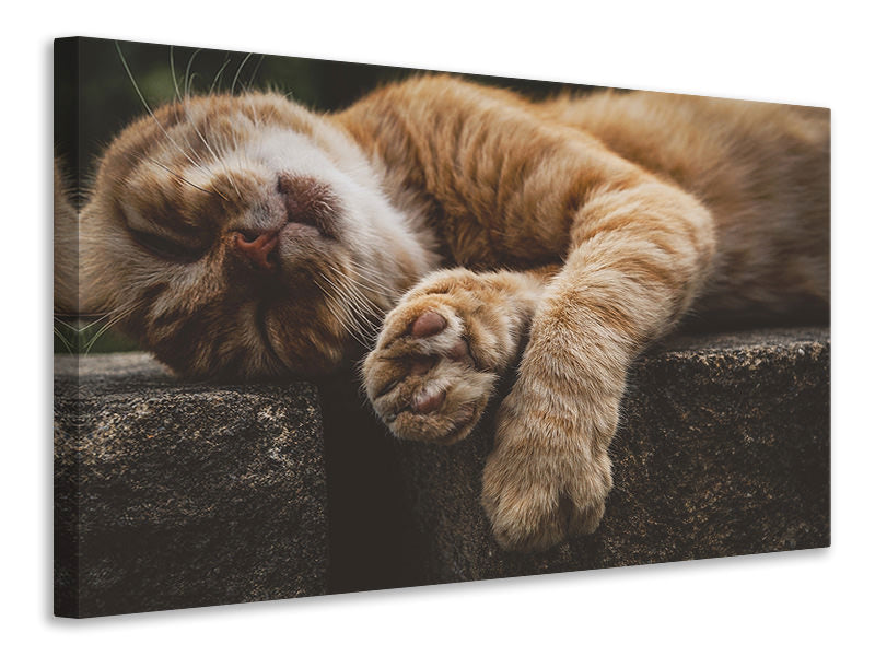 Canvas print Sleeping cat