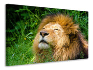 Canvas print Sleeping lion