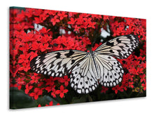 Load image into Gallery viewer, Canvas print Butterfly in XXL
