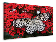 Canvas print Butterfly in XXL
