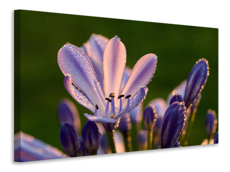 Canvas print Ornamental lilies with morning dew