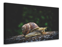 Load image into Gallery viewer, Canvas print Snail XXL
