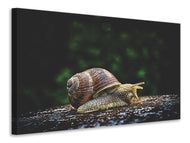 Canvas print Snail XXL