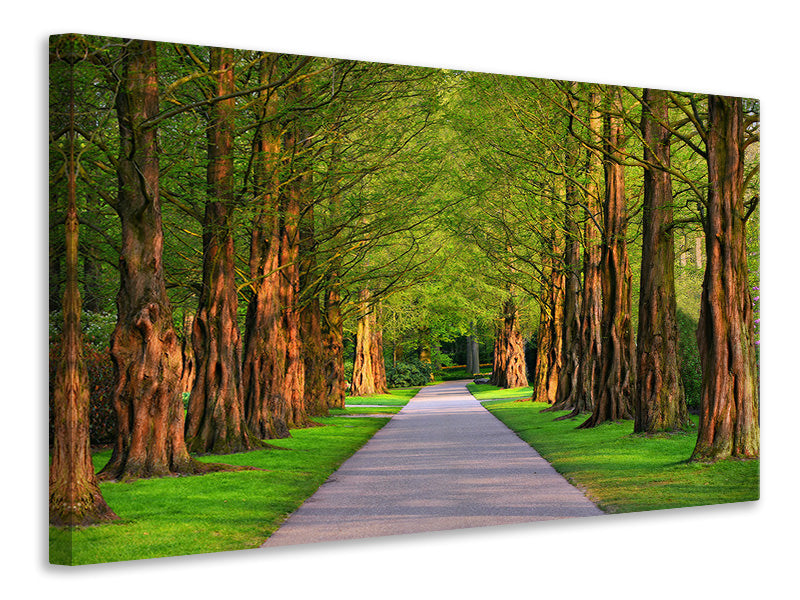 Canvas print Beautiful avenue in nature