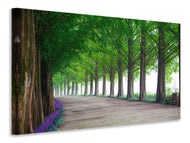 Canvas print Beautiful tree avenue