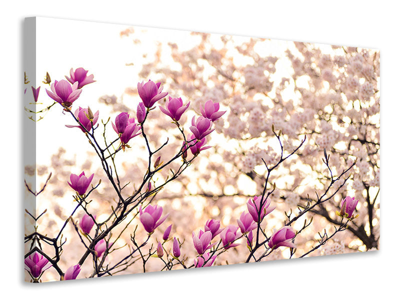 Canvas print Beautiful magnolia XL