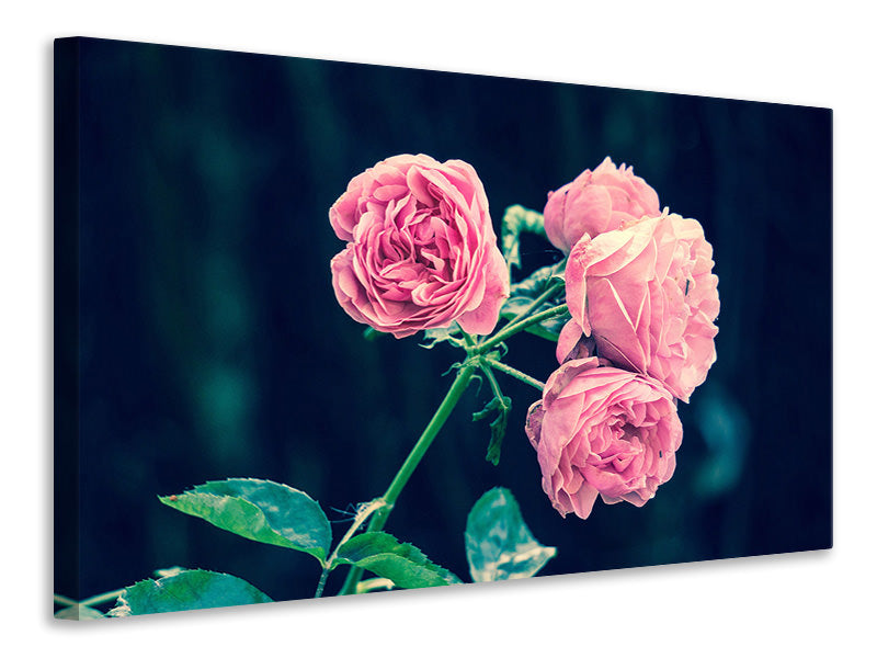 Canvas print Beautiful pink roses