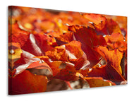 Canvas print Nice autumn leaves