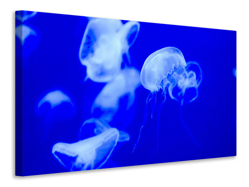 Canvas print Floating jellyfish