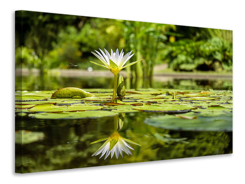 Canvas print Water lily in nature