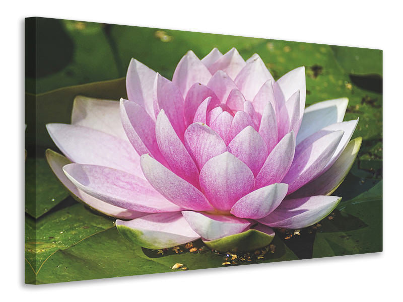 Canvas print Water lily in pink