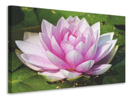 Canvas print Water lily in pink