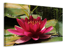 Load image into Gallery viewer, Canvas print Water lily in red
