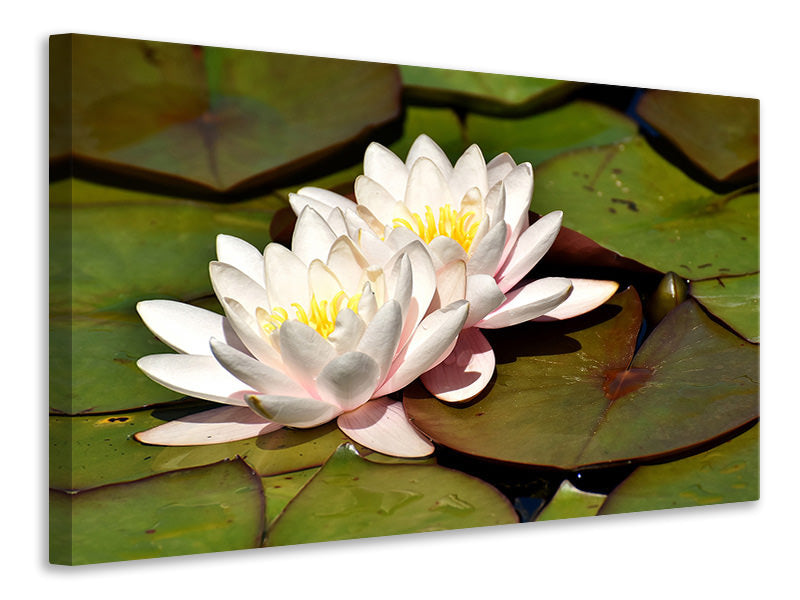 Canvas print Water lily duo in white