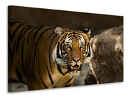Canvas print Sibirian Tiger