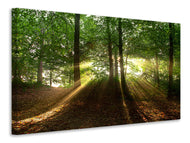 Canvas print Sun in the forest
