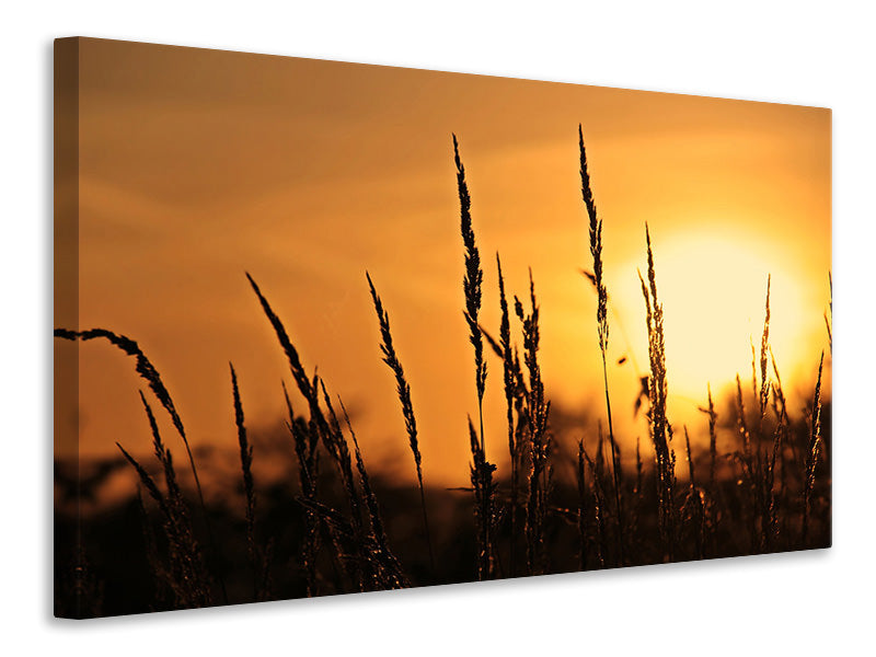Canvas print Sunrise on the field