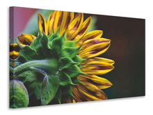 Load image into Gallery viewer, Canvas print Sunflower Close up

