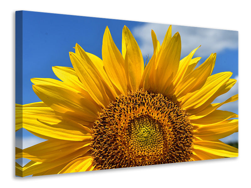 Canvas print Sunflower in XXL