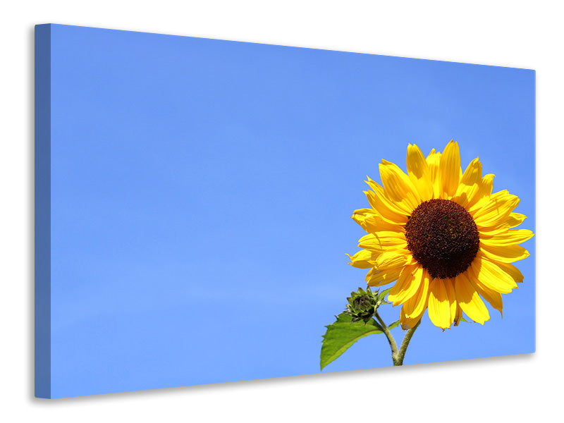 Canvas print Sunflower with blue sky