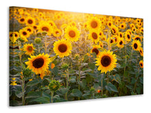 Load image into Gallery viewer, Canvas print Sunflower field
