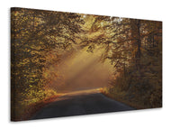 Canvas print Sunbeams in the forest