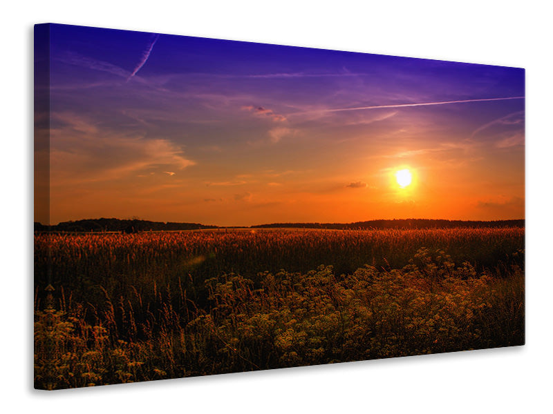 Canvas print Sunset at the flower field