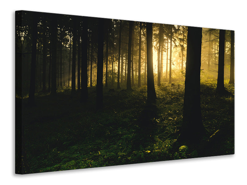 Canvas print Sunset in the forest