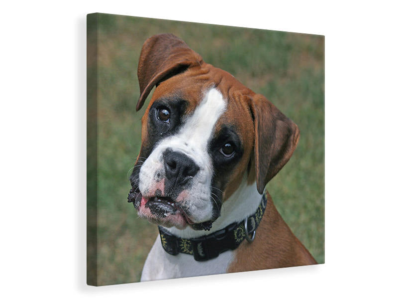 Canvas print Play with me !