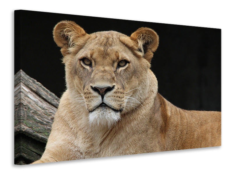 Canvas print Proud lioness