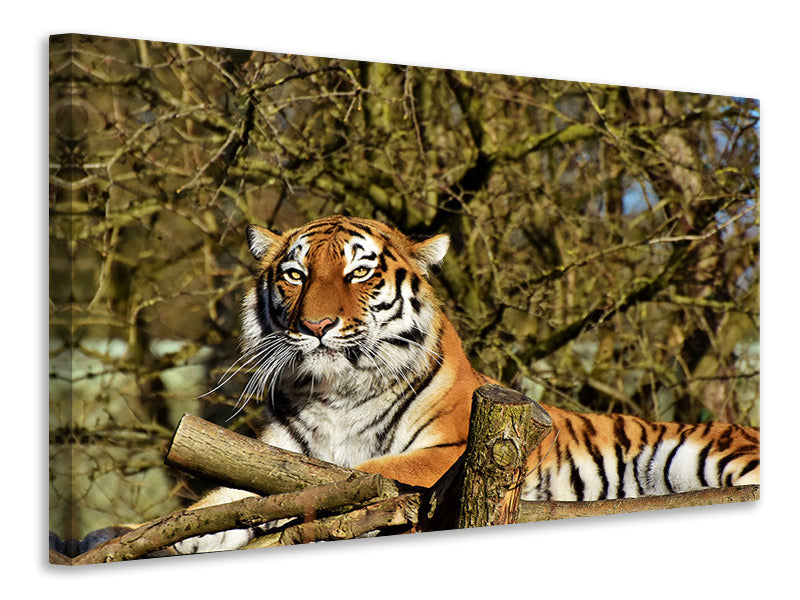 Canvas print Proud Tiger