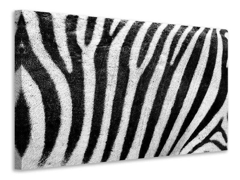 Canvas print Strip of the zebra