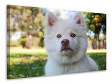 Load image into Gallery viewer, Canvas print Sweet dog snout
