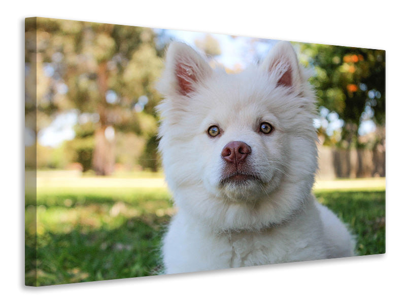 Canvas print Sweet dog snout