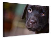Load image into Gallery viewer, Canvas print Cute labrador puppy
