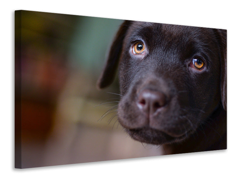 Canvas print Cute labrador puppy