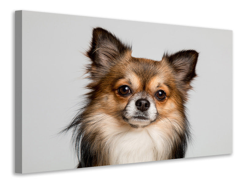 Canvas print Sweet chihuahua