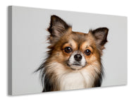 Canvas print Sweet chihuahua