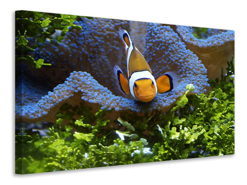 Canvas print Cute clownfish