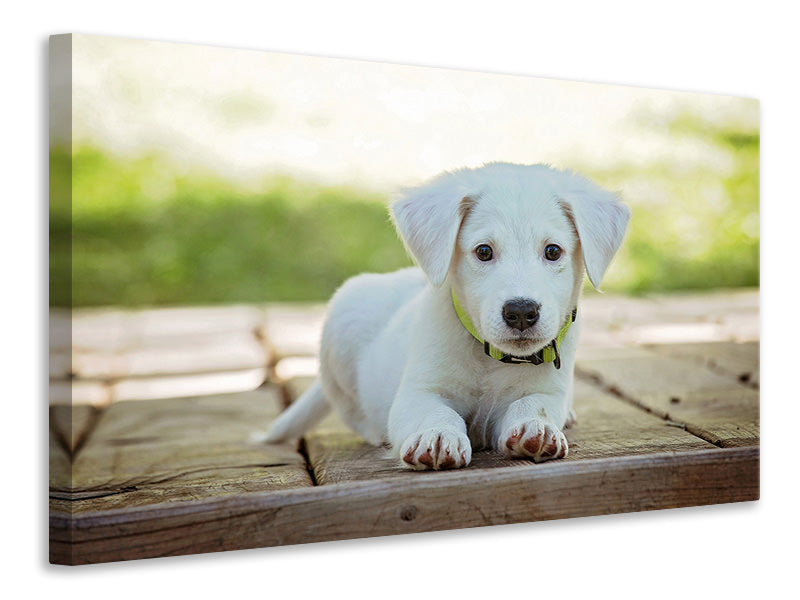 Canvas print Cute dog baby