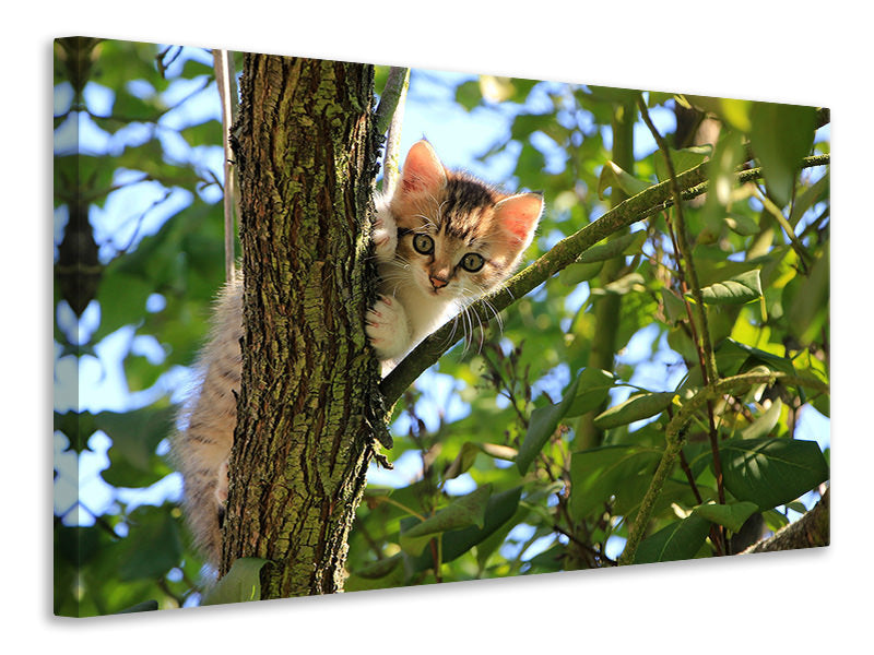 Canvas print Cute cat child